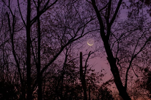 Crescent moon peeks thru the trees shortly after sunset with a colorful sky photo