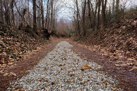 footpath that goes into the woods in winter photo