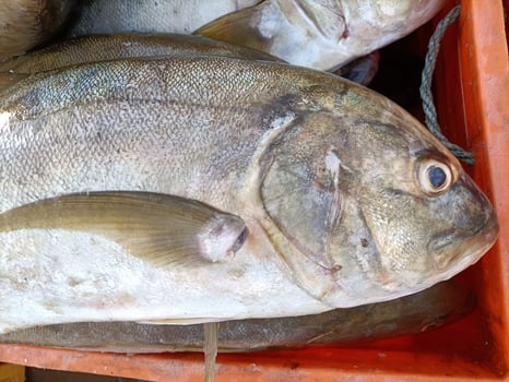 fresh raw fish in market photo