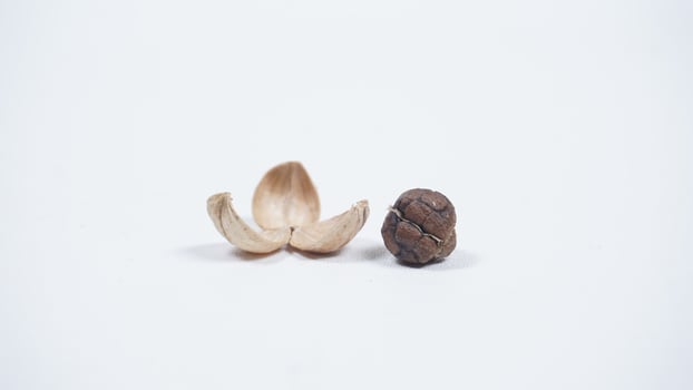 Dried White Cardamom skin with Seeds photo