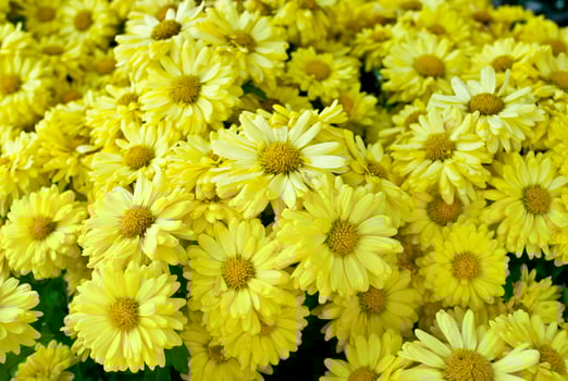 Closeup beautiful flowers background. photo