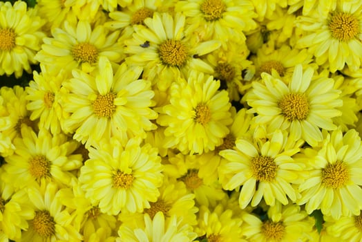 Closeup beautiful yellow flowers background photo