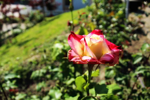 Bicolor rose during the flowering period. Growing rose flowers photo