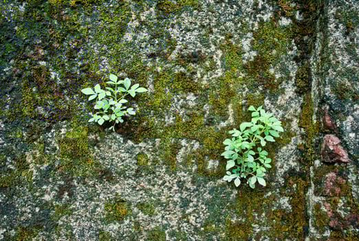 Small tree on the moss wall photo