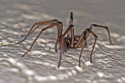 Close up macro of a house spider on textured surface with sharp details c photo