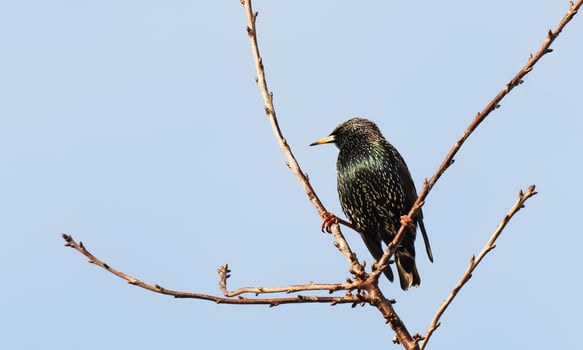 Common Starling Bird standing on branches tree in morning winter,Animal wild life garden bird European starling photo
