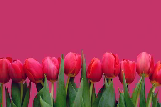 Flowers composition. Red tulip flowers isolated on color red backgroud. photo