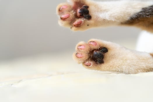 Close-Up of Cat's Paws on Soft Surface photo