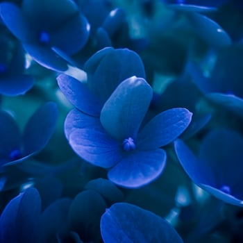 Background of dark blue petals of Hydrangea or Hydrangea. Soft focus photo