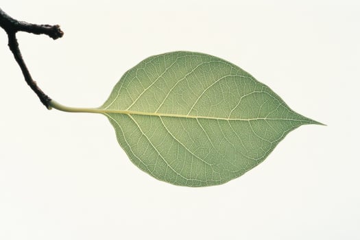 Detailed close-up of a green leaf showcasing its unique texture and structure on a branch photo