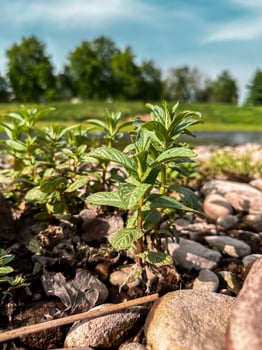 Small plant is growing in a rocky area photo