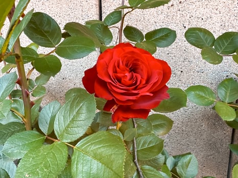 Red rose is in full bloom on a green leaf photo