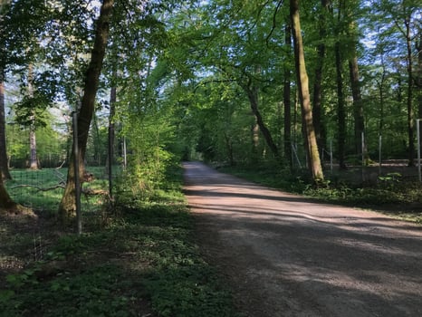 A dirt road in a forest with trees on either side photo