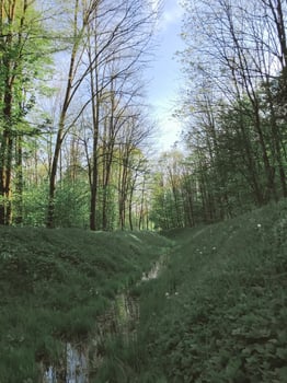 A forest path with a stream running through it photo