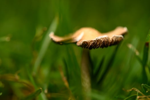 Mushroom thriving amidst lush green grass in the early morning light photo