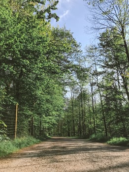 A dirt road with trees photo