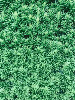 Close up of a green plant with many leaves photo