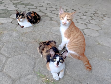 one orange cat and two multi colored cats, Calico and orange tabby sit on a stone tiled surface. photo