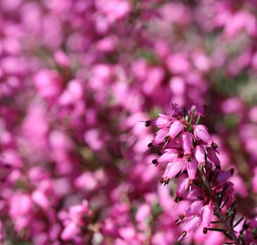 Pink Erica carnea flowers in the garden in early spring photo