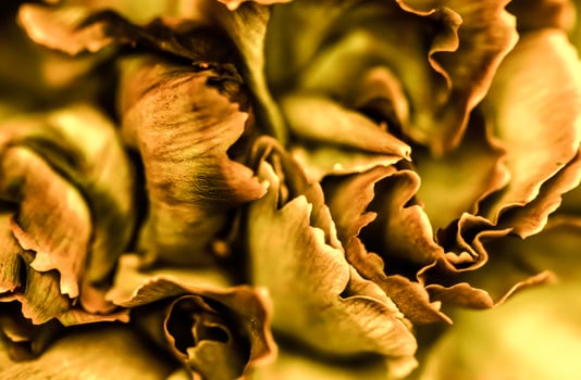 Abstract floral background, orange carnation flower. Macro flowers backdrop for holiday brand design photo