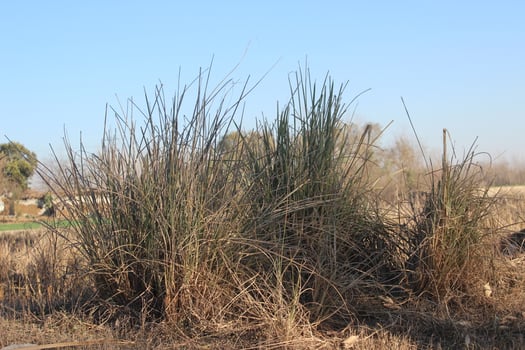 A bush with tall grass photo