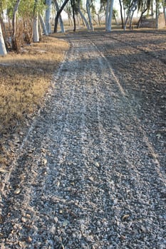 A dirt road with trees and a fence in the background photo