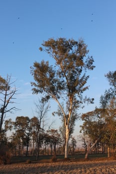 A large tree with many branches photo