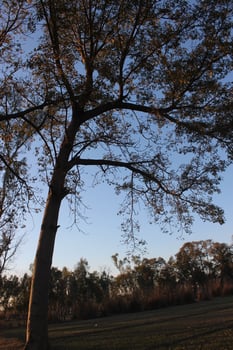 A tree with no leaves photo