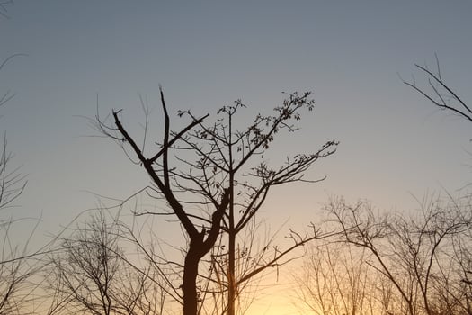 A tree silhouetted against the sky at sunset photo