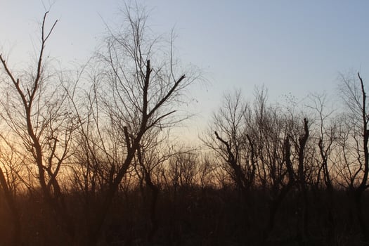 A plane flying over a field with trees in the background photo