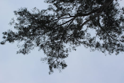 A tree with a sky background photo