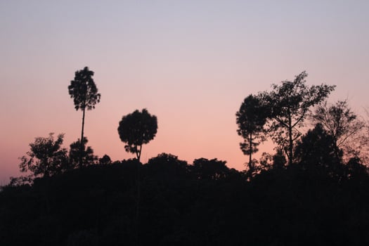 A group of trees silhouetted against the sky at sunset photo