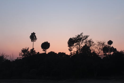 A group of trees silhouetted against the sky at sunset photo