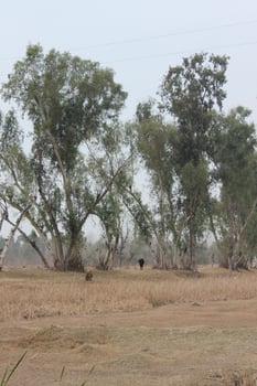 a field with trees in the background. photo