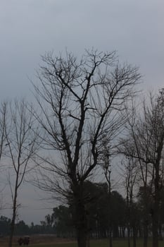 A tree with no leaves photo