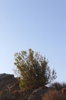 A small tree growing on a rock face photo