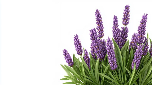 Close-up of Lavender Flowers with Vibrant Purple Blossoms and Lush Green Foliage Against a White Background photo