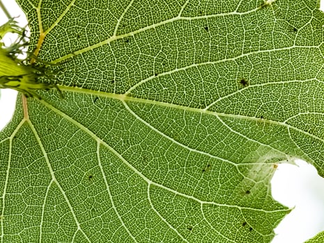 Single grape leaf in the close macro photo