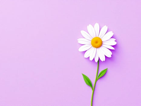 White daisy flower on a purple background. Flat lay, top view. photo