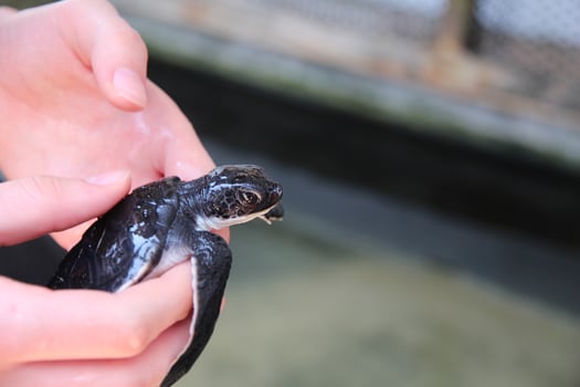 Baby sea turtle in the hands of a worker at a turtle rescue and conservation center. Turtle hatchery, farm. Turtle close-up photo