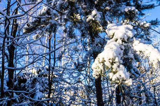 snow-covered pine tree branch on sunny winter day photo