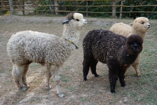 Three Fluffy Young Alpacas Stand in Dry Grass With a Playful Expression in the Sunny Field photo