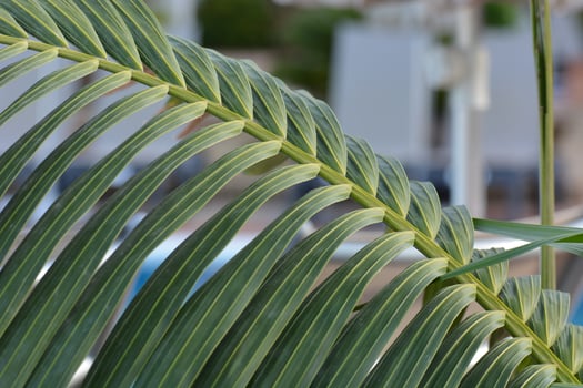 a palm leaf with a white background photo