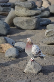 a pigeon standing on a rock in the sand photo