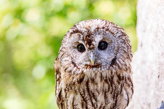 Summer scene with tawny owl in blurry greenery photo