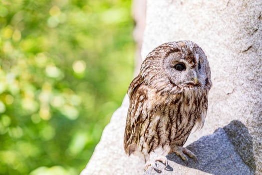 pretty Tawny owl nestled on stone ledge photo