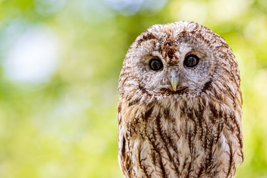 Blurred background of summer greenery with tawny owl photo