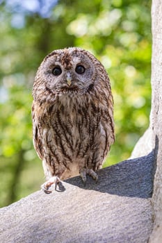 Cliffside tawny cute owl portrait photo