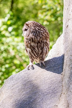 intriguing Tawny owl in stone cliff habitat photo