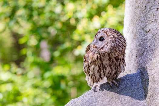 Tawny owl perched on stone cliff photo